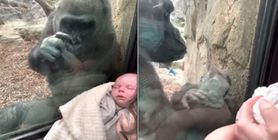 Gorylica z zoo chciała zaopiekować się ludzkim noworodkiem. Wzbudziła zachwyt gapiów