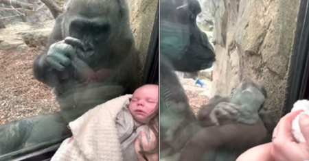 Gorylica z zoo chciała zaopiekować się ludzkim noworodkiem. Wzbudziła zachwyt gapiów