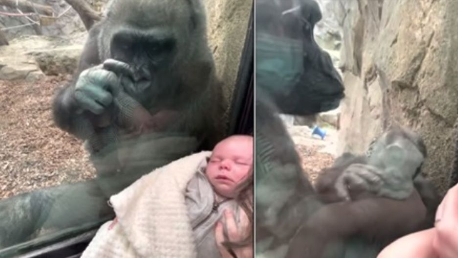 Gorylica z zoo chciała zaopiekować się ludzkim noworodkiem. Wzbudziła zachwyt gapiów
