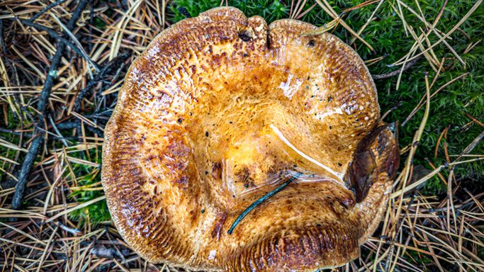 Objawy mogą pojawić się po latach. Toksyna kumuluje się w organizmie