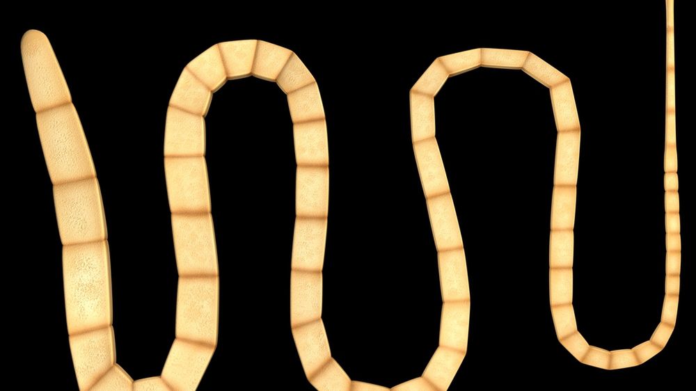 Śmierć z powodu nowotworu u tasiemca