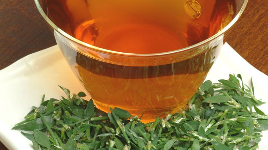 Rdest ptasi – co to za roślina?