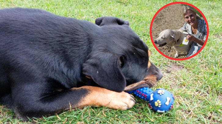 Pies wysyła ci komunikat. Zwróc uwagę podczas spaceru