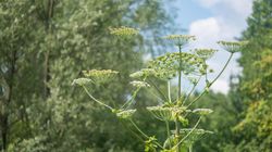 Barszcz Sosnowskiego - charakterystyka, oparzenia, objawy, leczenie oparzeń