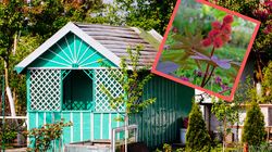 Dekoracyjna roślina ogrodowa. Rącznik pospolity jest silnie trujący