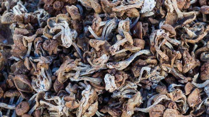 Na to zwróć uwagę podczas grzybobrania