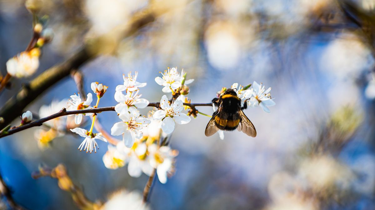 Kalendarz pylenia roślin zawiera cenne informacje dla alergików