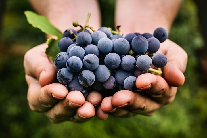 Jasne czy ciemne winogrona - które są zdrowsze?
