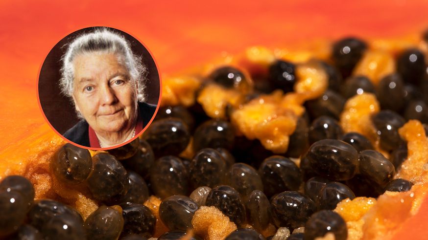 "Owoc aniołów" stosowany jest w kuracjach przeciwpasożytniczych. Polecała go nawet dr Johanna Budwig