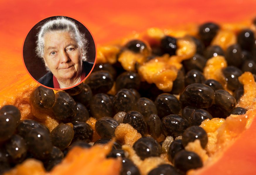 "Owoc aniołów". Pasożyty się go boją, jelita i wątroba uwielbiają