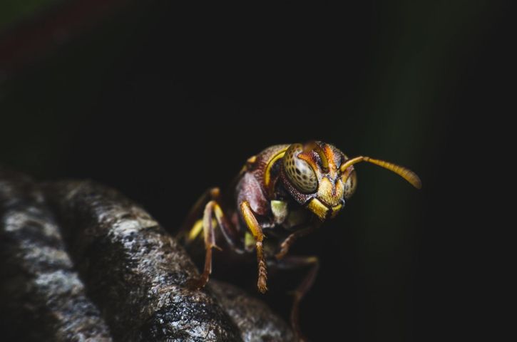 Szerszenie azjatyckie polują na pszczoły, mogą być zabójcze dla człowieka