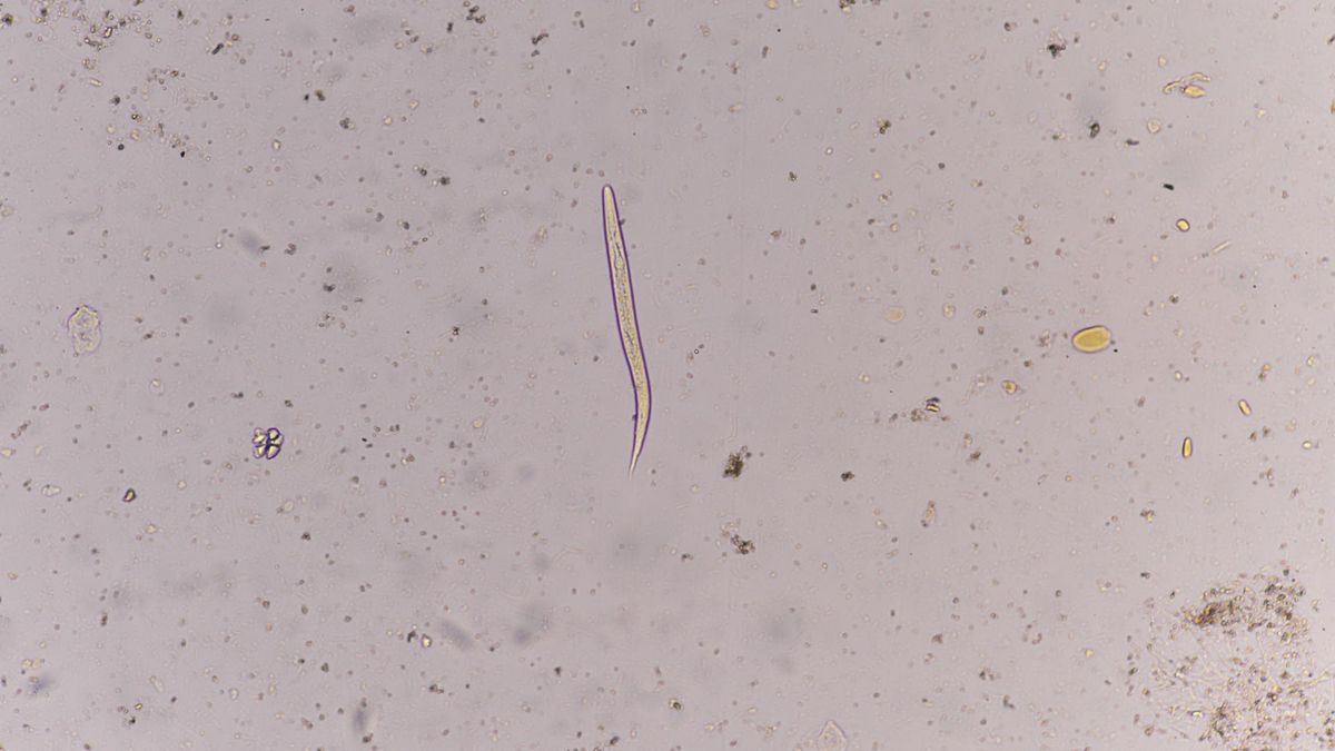 Owsiki - jak wygląda?