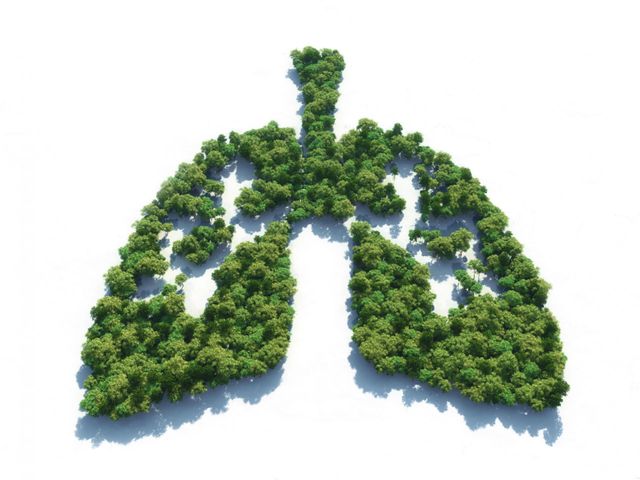 Pneumocystoza, czyli zapalenie płuc wywołane pierwotniakiem Pneumocystis jiroveci, jest  chorobą oportunistyczną