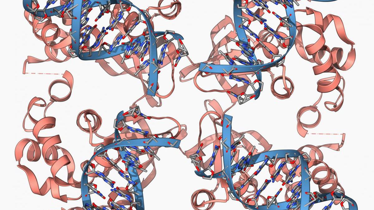 Mejoza. Jak przebiega, jakie jest jej znaczenie?