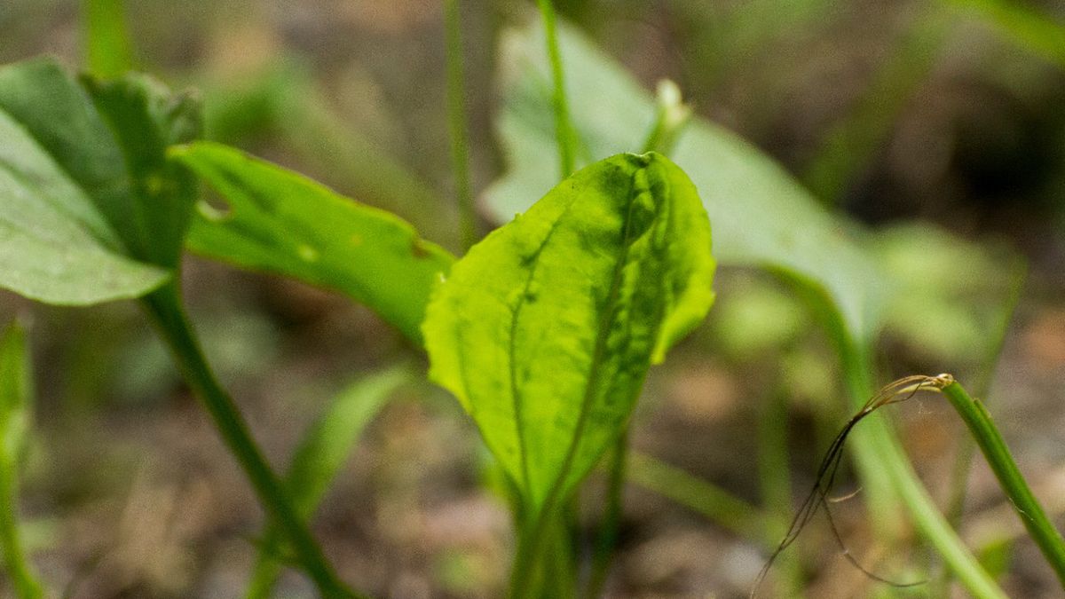 Babka zwyczajna uszczelnia naczynia krwionośne i działa przeciwbakteryjnie.