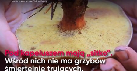 Jak bezpiecznie zbierać grzyby? (WIDEO)