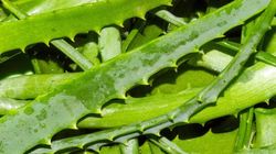 Nie mogą być składnikiem suplementów. Ekstrakt z liści aloesu na liście GIS