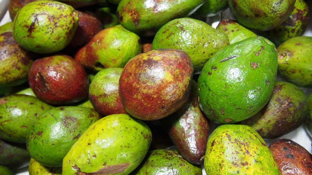 Awokado cieszy się ogromną popularnością na całym świecie