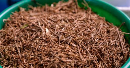 Popularny adaptogen pod lupą. Europejskie kraje zakazują jej stosowania
