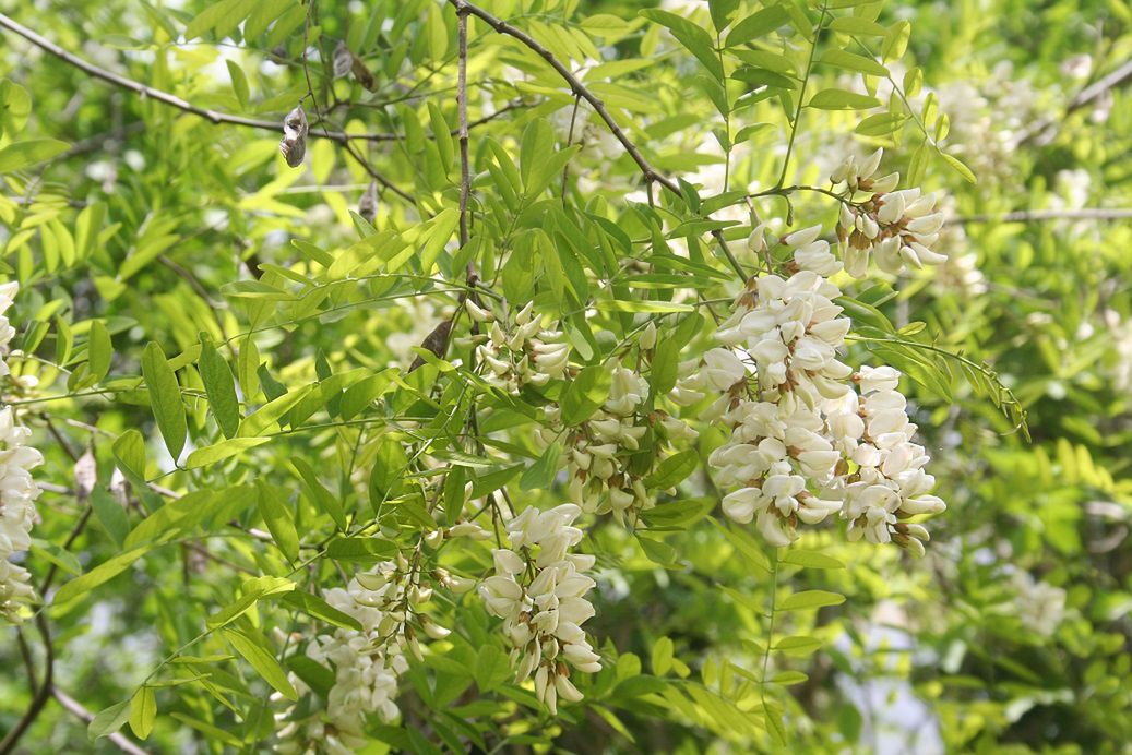 Akacja dodana do kąpieli relaksuje organizm 