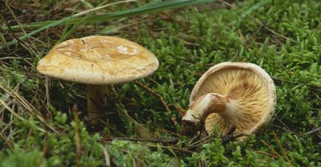 Był specjalistą od grzybów, nie uniknął zatrucia. Umierał 17 dni