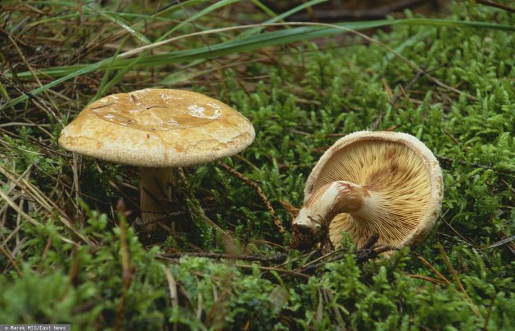 Krowiak podwinięty to jeden z najbardziej niebezpiecznych grzybów