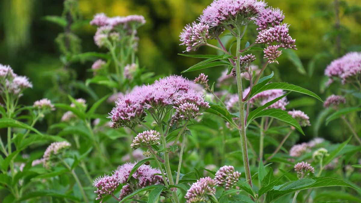 Alkaloidy to zasadowe związki organiczne, głównie pochodzenia roślinnego.