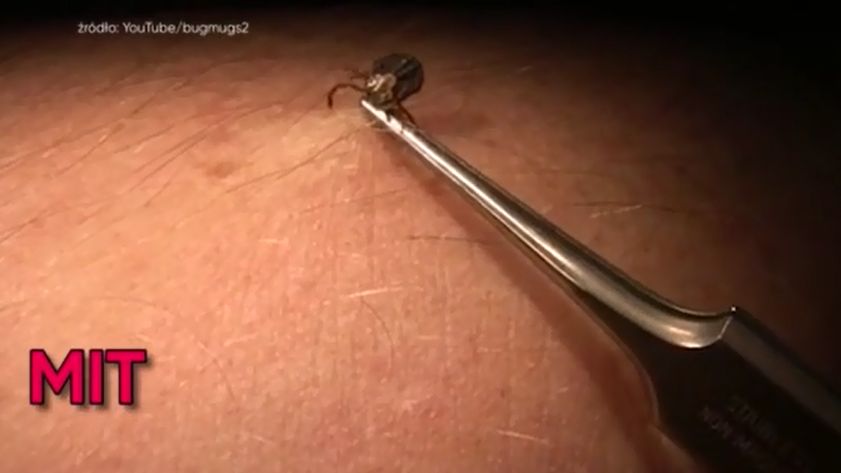 Na temat kleszczy krąży wiele mitów i niedomówień 