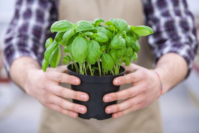 Bazylia nie tylko odstrasza komary, ale pomaga również złagodzić dolegliwości po ukąszeniu