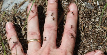 Naturalni wrogowie kleszczy. Skutecznie je odstraszają