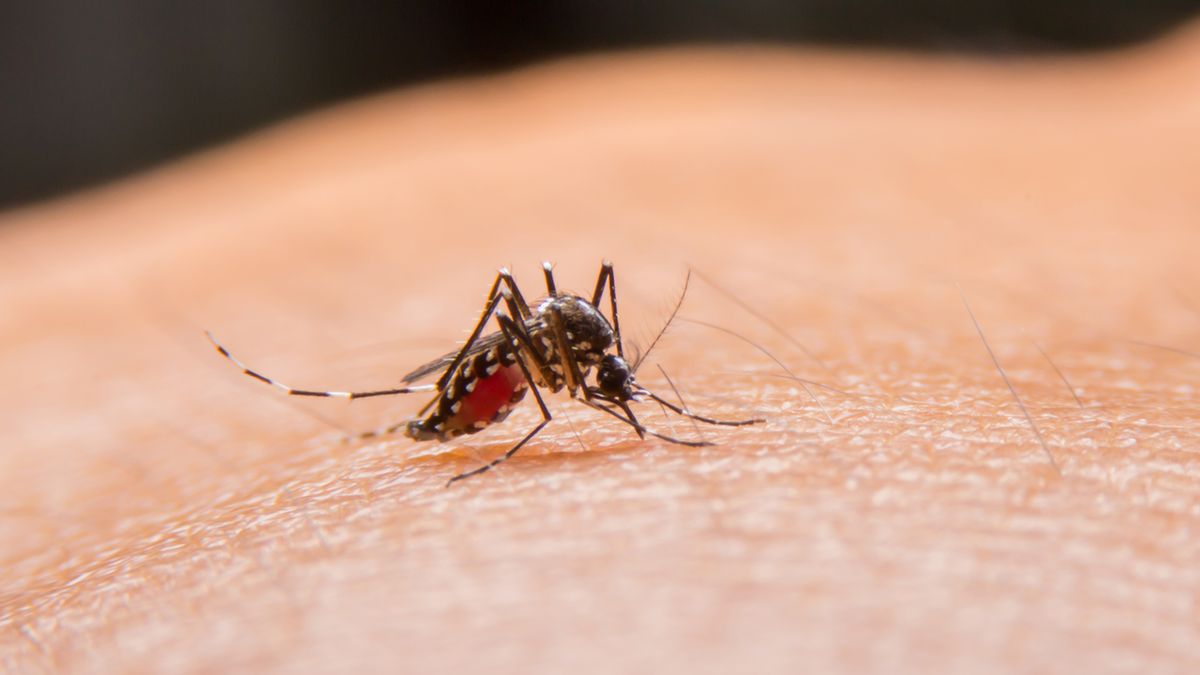 Wirus Zika jest przenoszony przez komary.