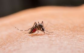 Wirus Zika - gdzie występuje, objawy, diagnostyka i leczenie