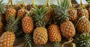 Ananas jadalny – wygląd, właściwości i zastosowanie