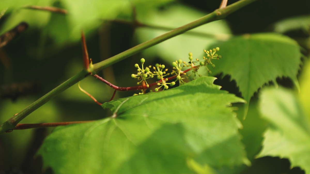 Liście winogron czyszczą jelita, nerki i pęcherz