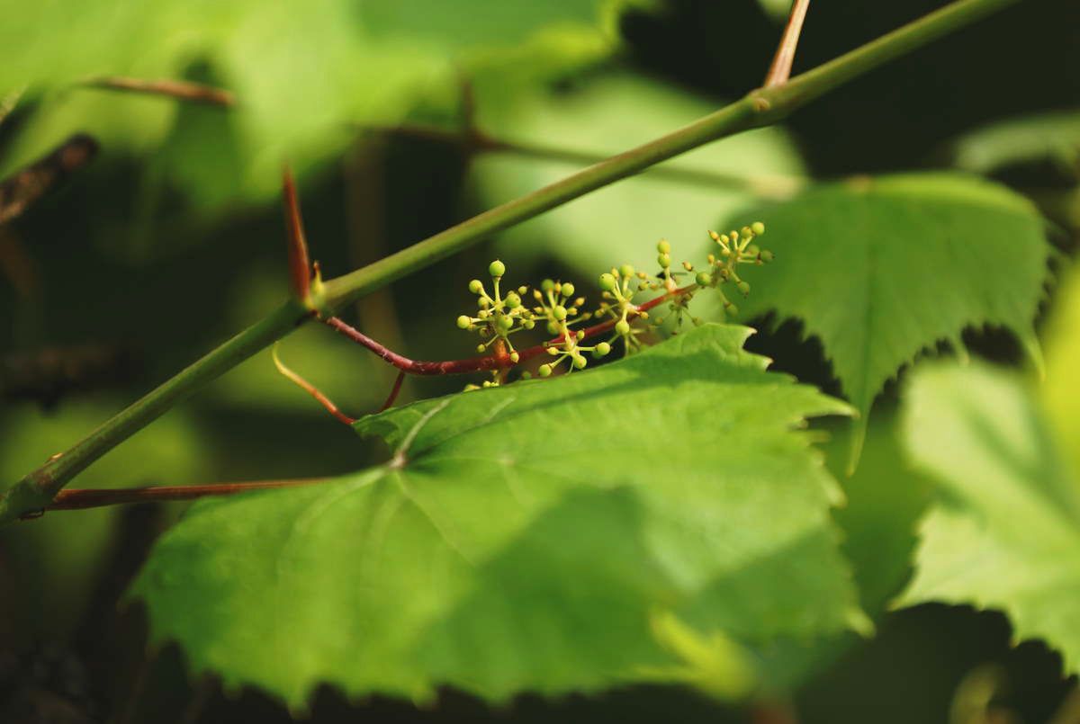 "Liście mocy" obniżają ciśnienie. Jak miotełka czyszczą jelita, nerki i pęcherz