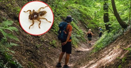 Sprytny sposób na latające kleszcze. Nie będą zainteresowane