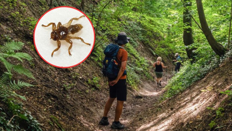 Sprytny sposób na latające kleszcze. Będą się trzymać z daleka