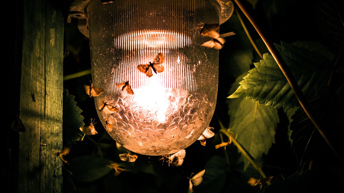 Ćmy, tak jak i motyle, budzą powszechne zainteresowanie, jednak z nieco innych powodów