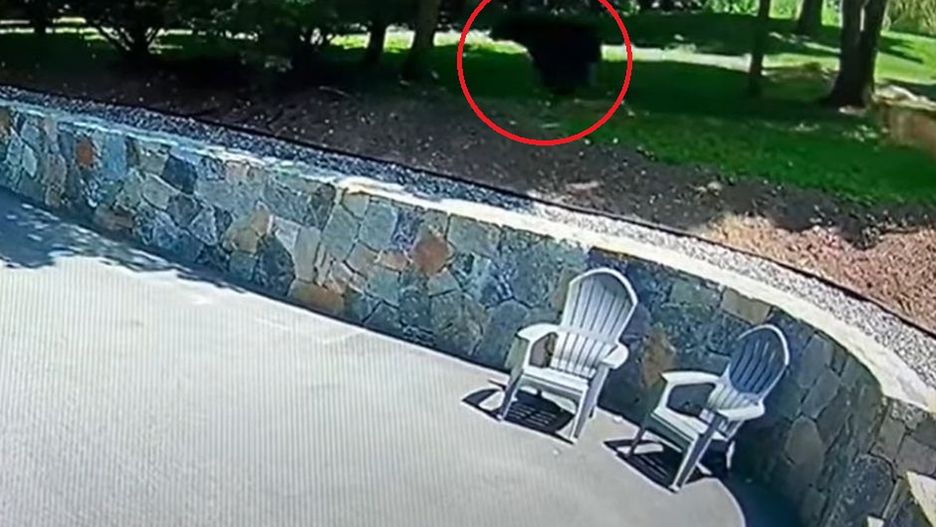 Dzielny pies ratuje 4-latka przed śmiertelnym zagrożeniem. Nagranie mrozi krew w żyłach