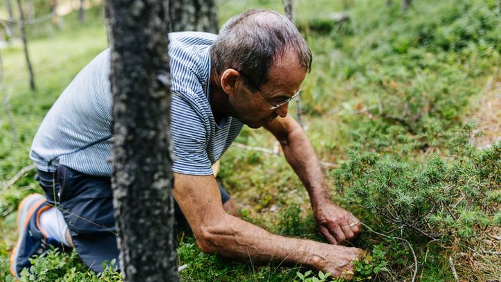 Wybierasz się do lasu na grzyby? Możesz dostać nawet 5 tys. zł grzywny