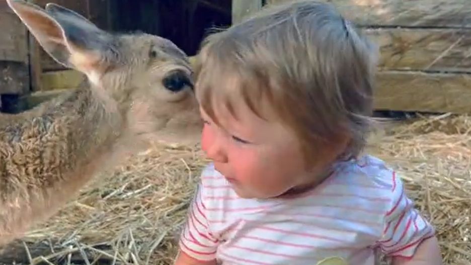 11-miesięczne dziecko zaprzyjaźniło się z jelonkiem