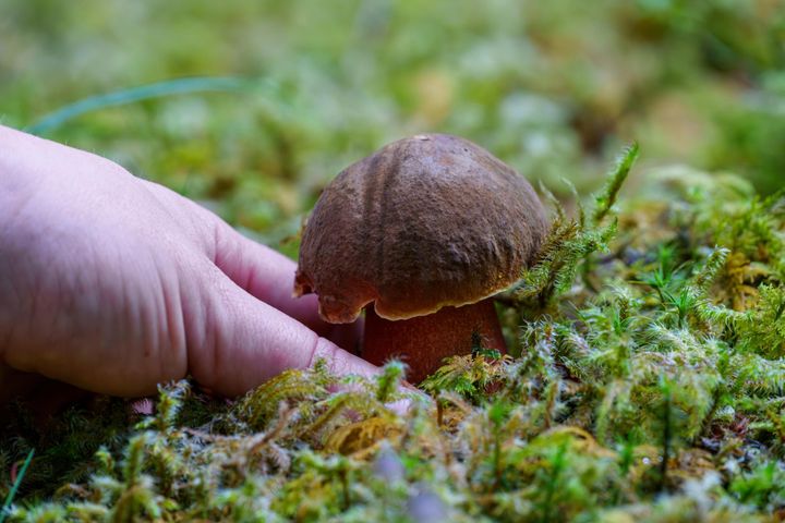 Mamy wysyp borowików. Jak odróżnić, które są jadalne?