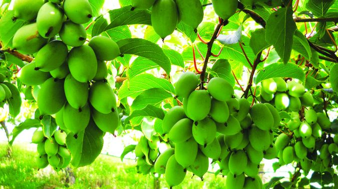 Nowy owoc w Polsce - minikiwi