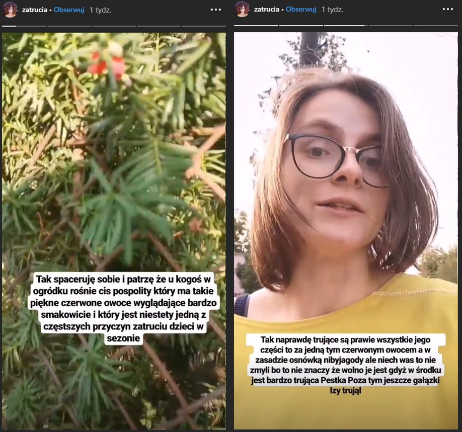 Lekarka Alicja Jaczewska ostrzega przed cisem