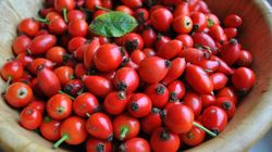 Dzika róża - przeciwwskazania, właściwości i zastosowanie