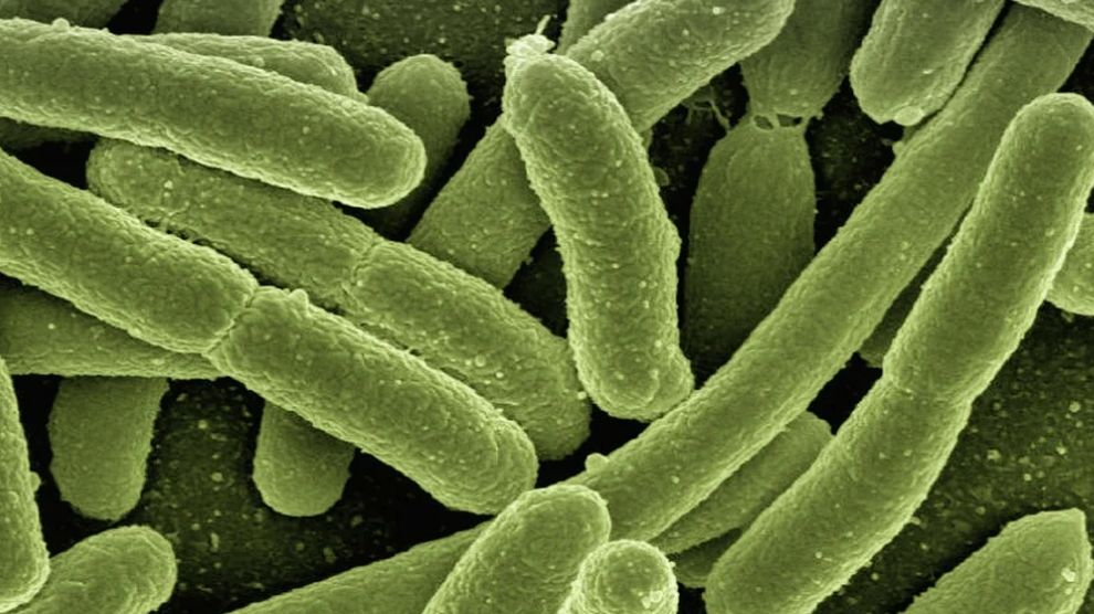 Okrężnica jest siedliskiem bakterii jelitowych, wśród których dominuje Escherichia coli, Enterobacter aerogenes oraz bakterie kwasu mlekowego.