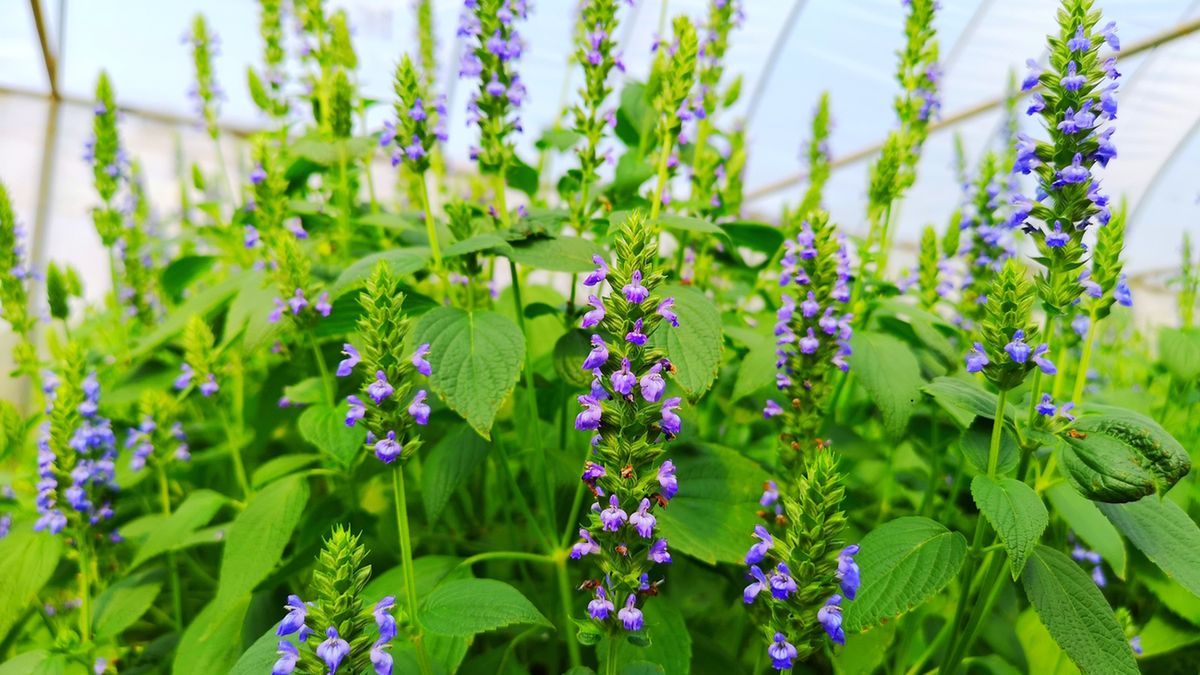 Szałwia hiszpańska ma naprzeciwległe liście i fioletowe lub białe kwiaty