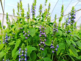 Szałwia hiszpańska – właściwości, przepisy, skutki uboczne 