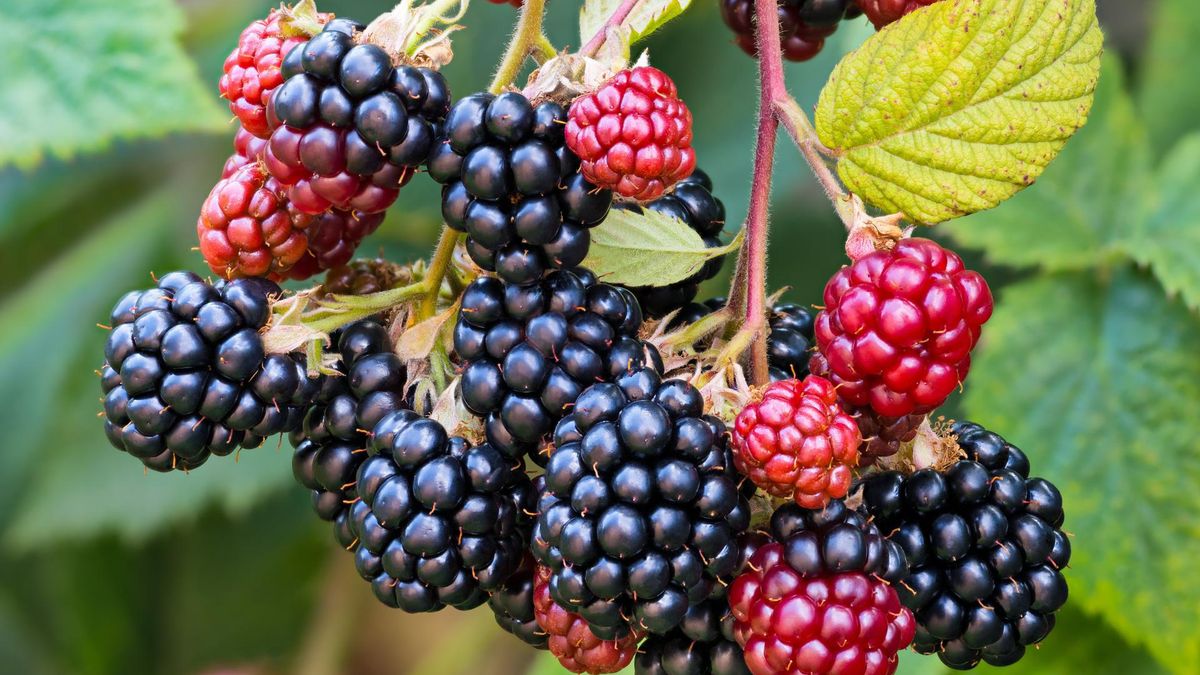 Jeżyny – owoc, który wzmacnia serce, mózg i odporność