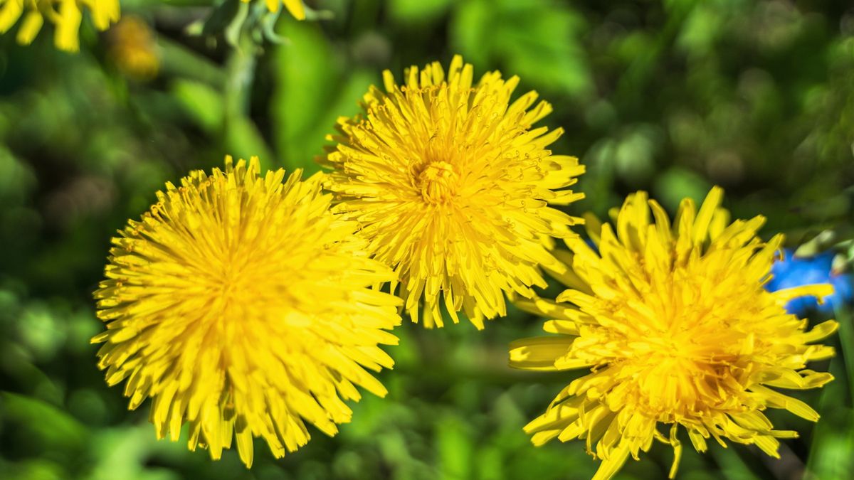 Ekstrakt z mniszka lekarskiego oczyszcza organizm z toksyn